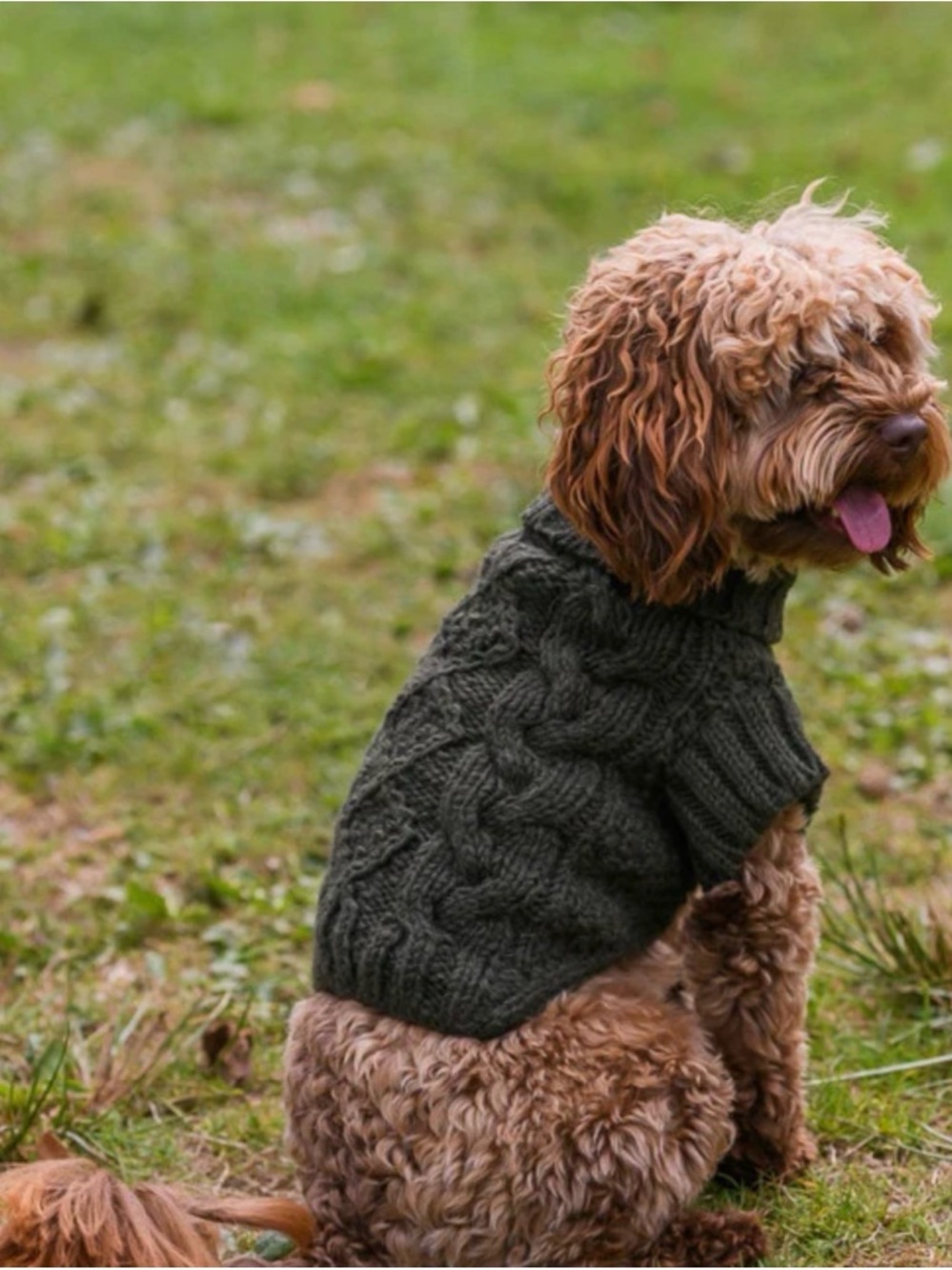 Cozy Cable Knit Dog Sweater in Dark Green from Arans Sweater Ireland